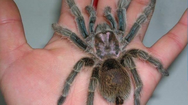 回手掏,两只一米八大长腿一出,蟑螂灭光光,神奇的东方鬼鞭蛛!