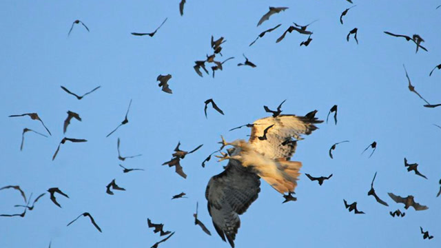 只身闯入上万只蝙蝠群捕猎,鹰的战斗力,不愧是空中王者
