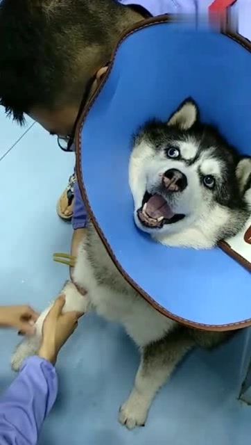 这是一只特别害怕打针的二哈,这么惨烈的叫声,把医生都吓到了