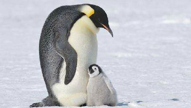 当企鹅妈妈外出捕食时,企鹅爸爸承担起了孵蛋的责任
