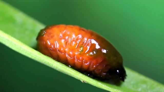 红色的虫子——长颈金花虫,幼虫脱变成成虫全过程