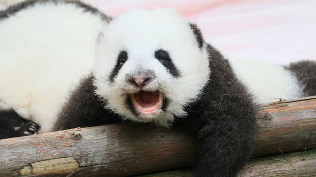 转季了!熊猫伟伟感冒了,一直打喷嚏,还用小手捂住小鼻子好可爱呀