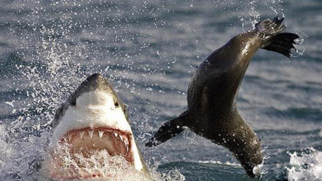 你不知道鲨鱼为什么不吃海豚!鲨鱼:真追不上,追上了也打不过