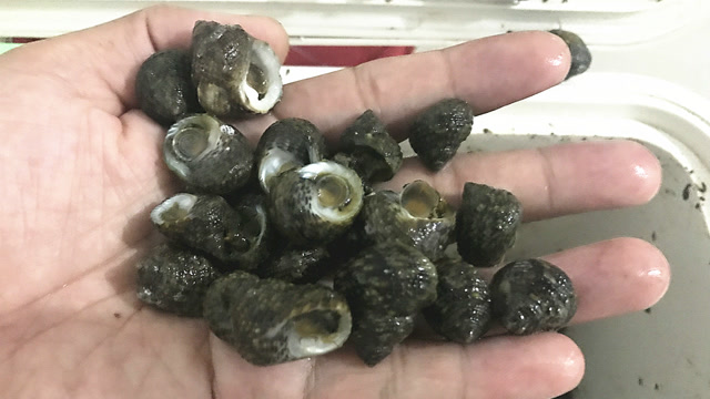 小潮水捡不到大海螺,但是这种露水螺却多的不行,不用技术的赶海