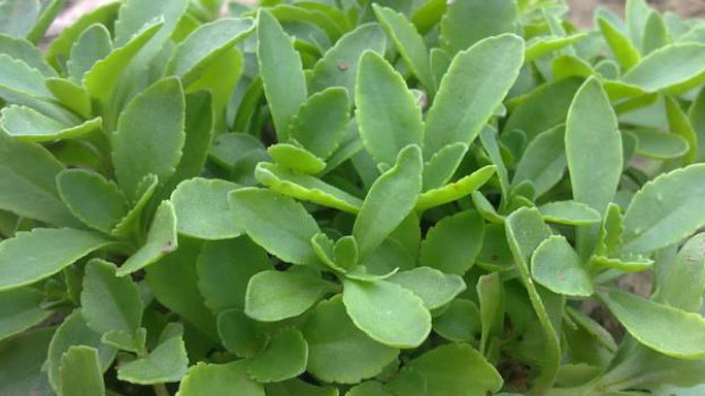 此野菜又称"金不换",降血脂,降血压,风味独特,百吃不厌