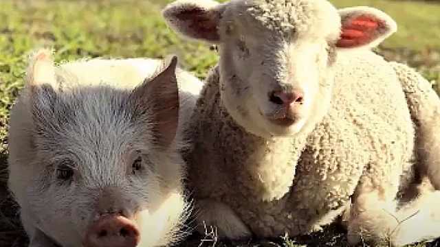 盲眼小羊有个好朋友,是只超温柔的小猪,在一起太暖了