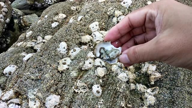 退潮后礁石上布满野生海蛎子,小伙受不了美味诱惑现场试吃,真鲜!