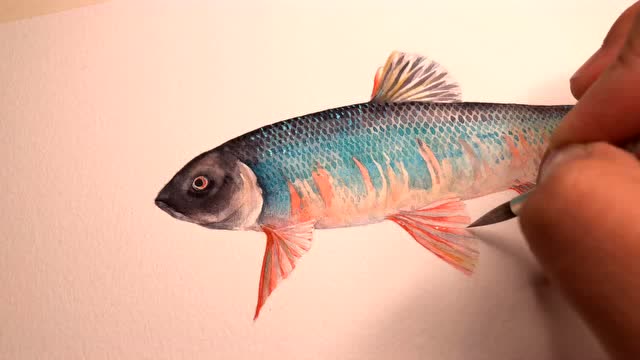 水彩手绘宽鳍鱲