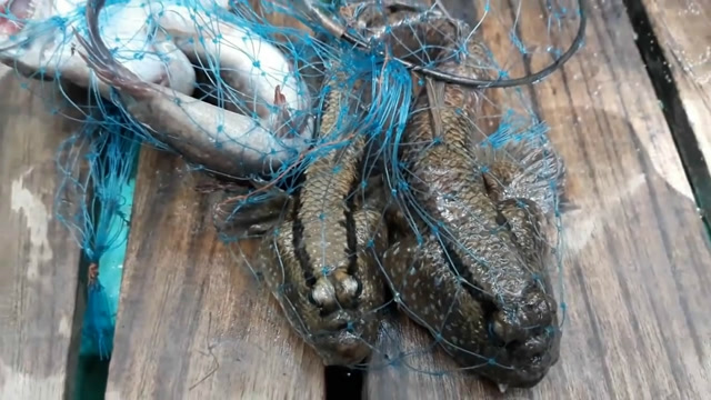 不看还不知道,原来跳跳鱼是这样抓的呀!