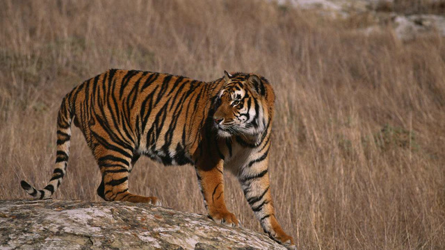 一头超巨型的老虎,走起路霸气外露,绝对是一方霸主!