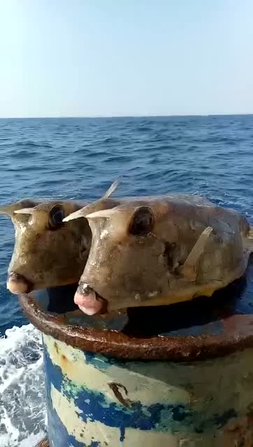 在海里捞出两个长得像猪的鱼,有认识的吗?