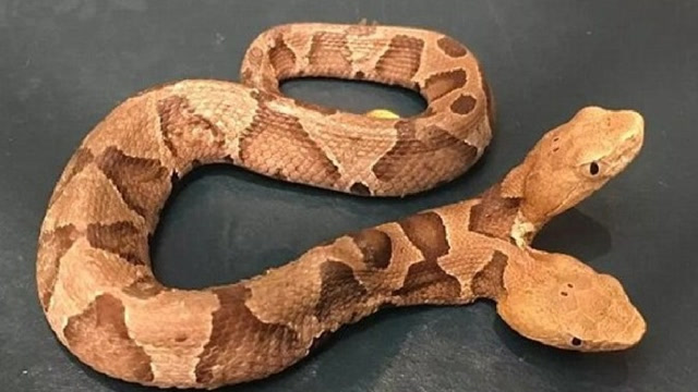 发现罕见铜头蝮双头蛇,引来网民热议