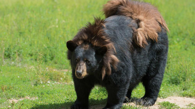 精灵熊一种特殊的变异黑熊,毛发白色,神秘稀有
