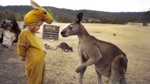 一男子为救狗对袋鼠做出这种事,袋鼠:我感觉头有点晕