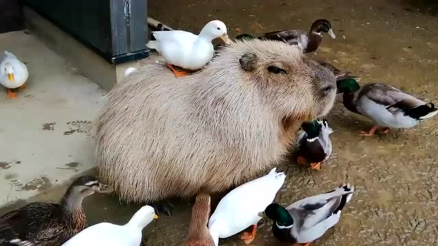 日本真佛系水豚,被鸭群围攻却一动不动