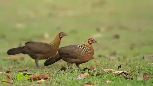 高清野拍母原鸡觅食,看看和家里养的母鸡有什么不同?
