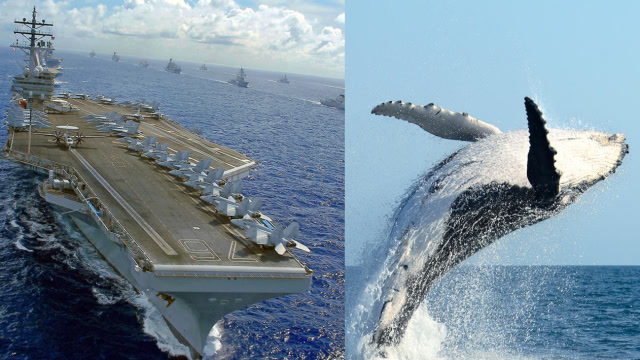 如果鲸鱼撞在航母螺旋桨上,存活几率有多大?看完让人心酸