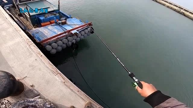 码头钓鱼,新饵海蟑螂试用,鲷鱼,石钉,花身鱼连钓!