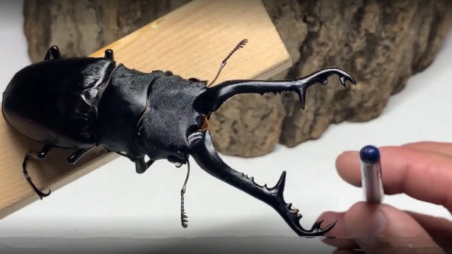 史上最大的"黑牛"甲虫,它的大鳌力量有多强?老外拿铅笔亲自测试