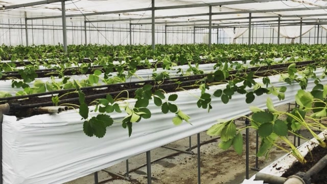 实拍日本的温室蔬菜种植场