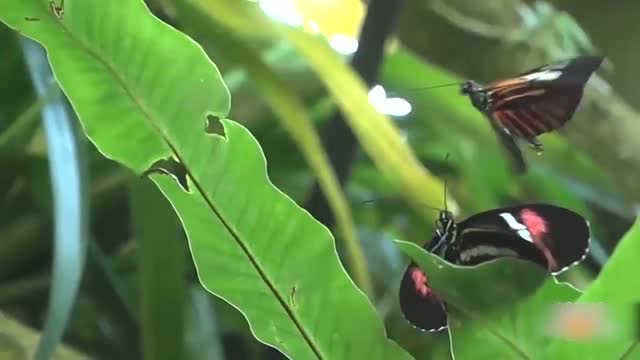 食人蝶是什么样子的图片