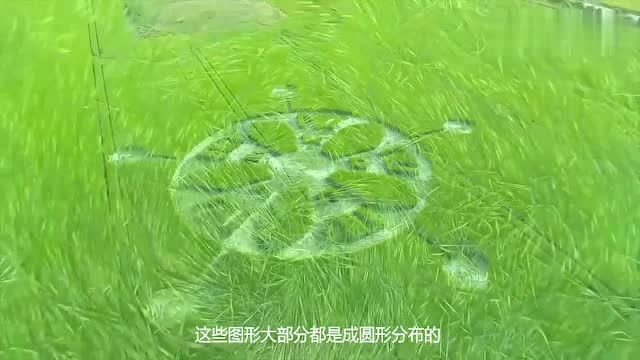 专家破译麦田怪圈真的有外星人回信了吗