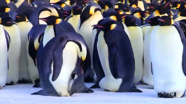 自然传奇:母企鹅捕鱼回家的路程要需要好几天的路程
