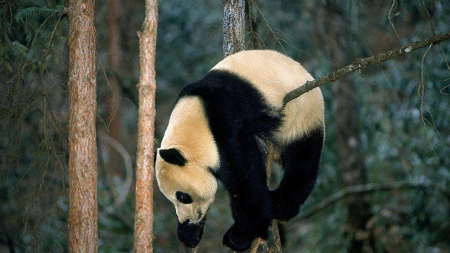 成年大熊猫没有天敌,它们是如何混成濒危的?其实都是自己作的