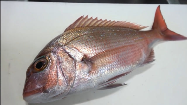 珍贵的真鲷鱼,顶级大厨才有资格来处理,看着都流口水了