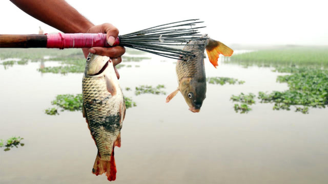 水稻里有鱼怎么捕,看看小哥拿的鱼叉,一叉一个准,厉害了