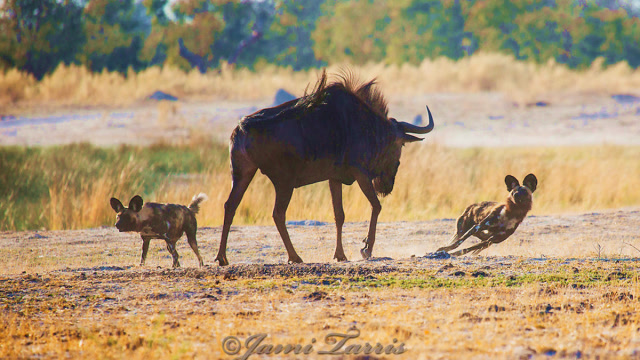 野狗大战角马,角马不惧单挑野狗,结果对方一拥而上,这回惨了!