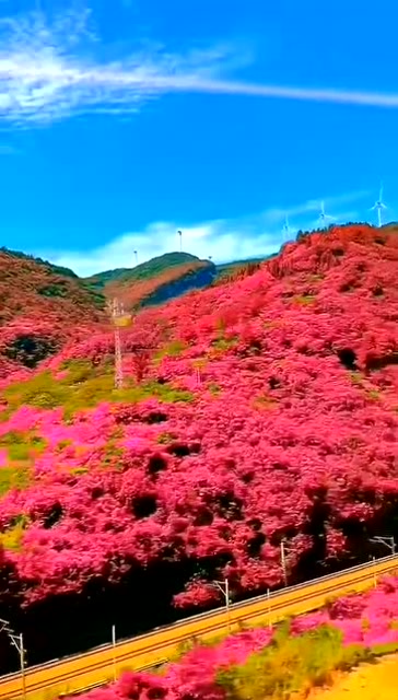 红色的花海,真是太迷人了!你喜欢吗?