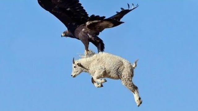 金雕捕捉山羊,却意外被大山羊弄到伤痕累累,镜头记录下全过程!