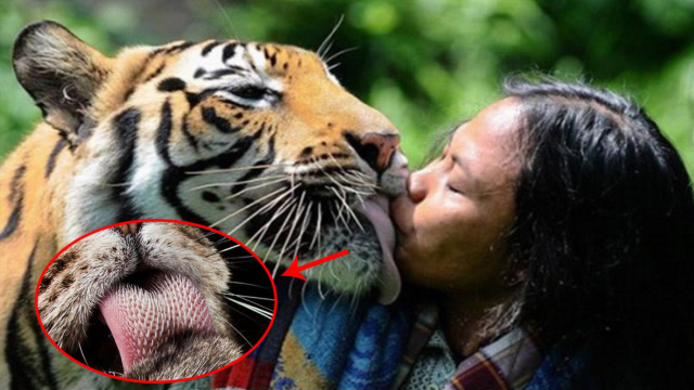 被老虎舔一口真的能掉层皮?驯兽师说出实情,答案让人难以置信!