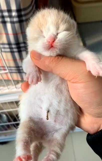 刚出生的小奶猫了解一下整天闭着眼和婴儿似的 萌萌哒