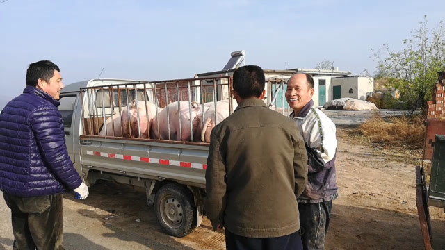 实拍农村家里卖猪,6头200多斤的肥猪能卖多少钱吗