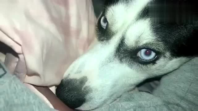 哈士奇这红眼睛,在晚上闪闪发亮,怪吓人的!