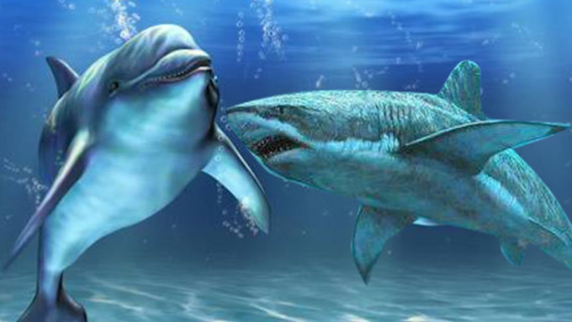 "鲨鱼"为何绝对不会招惹"海豚"?生物学家给出解释,看完笑出了声!