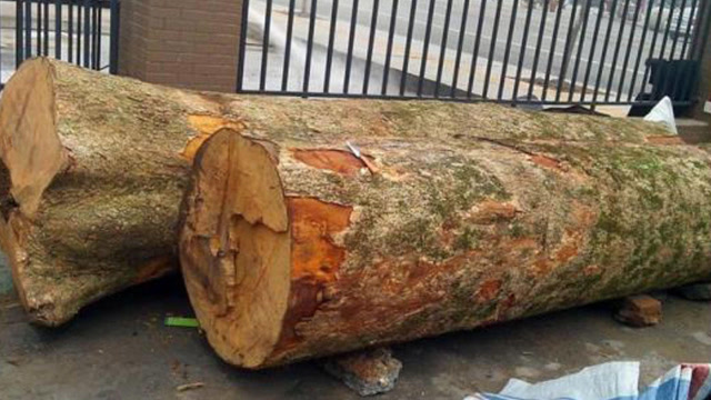 为什么说金丝楠木比黄金还要值钱?切开后瞬间明白了!