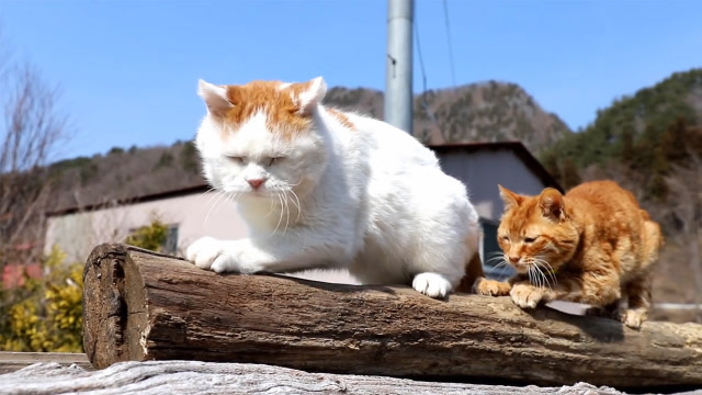 我什么都不羡慕,就羡慕猫大叔们有这么好的生活环境