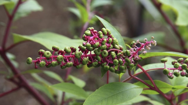 农村地里常见的"人参",农民却当成垃圾,恨不得摘除干净!