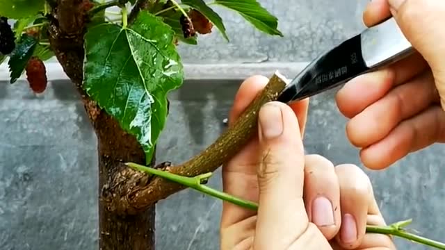 桑树嫁接,简单易学,成活率高,你会了吗?