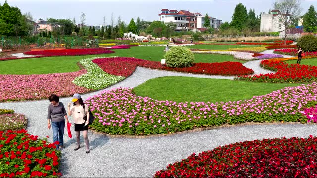 多彩浙江|赏花胜地系列——海宁虹越花卉园区