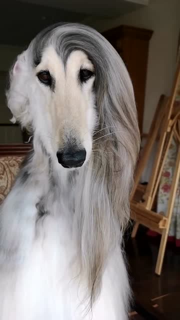 阿富汗猎犬巴特,这飘逸的秀发,一定是用了飘柔!