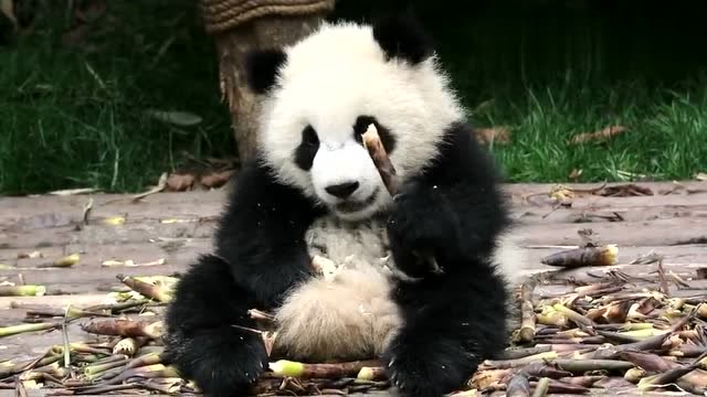 大熊猫奇一小时候,坐着认真吃笋的方方,真是乖惨了,敲可爱!