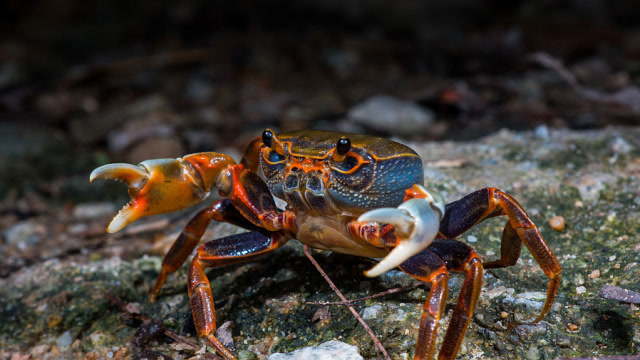 螃蟹主动招惹水蛭,没想到却反被对方吸干血