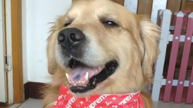 主人让金毛抛个媚眼,这小眼神抛的,网友:感觉它在勾引我