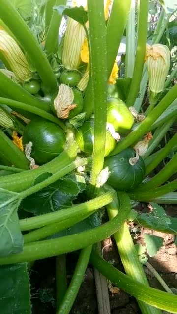 这西葫芦结果太旺了吧,一棵树上全是果