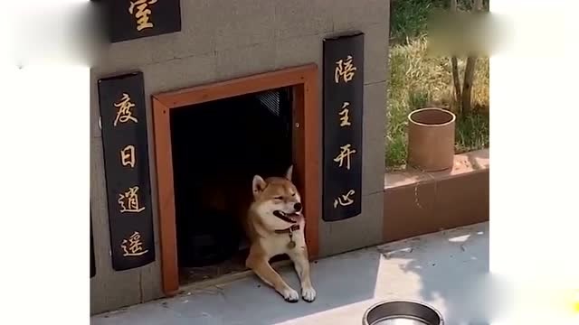 搞笑视频集锦:狗窝也要贴对联?这对联写的太有才了,笑死我了