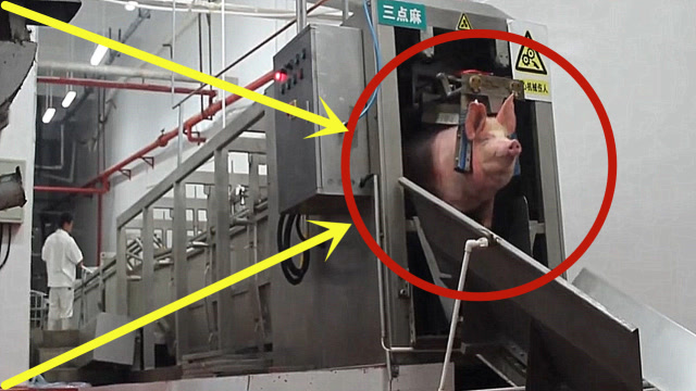 实拍流水线杀猪,二师兄全程面带微笑走得很安详,心疼!